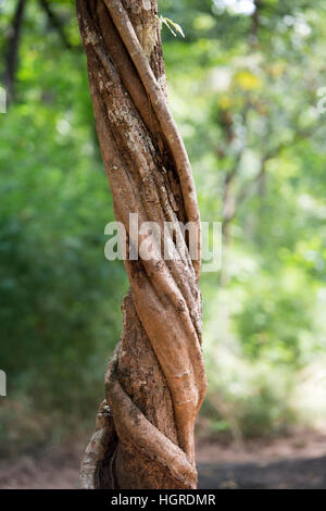 La forêt et les plantes dans le parc national de Phu Phra bat près de la ville de Udon Thani dans l'Isan dans le nord-est de la Thaïlande. Banque D'Images