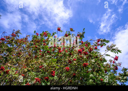 Belle rowan tree plein de grappes de baies rouge vif sur un fond de ciel bleu avec des nuages blancs Banque D'Images