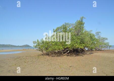 Arbre dénudé sur les rives de l'Ambatozavavy à Nosy Be, Madagascar. Banque D'Images