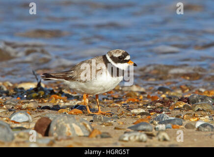 Gravelot commun (Charadrius hiaticula hiaticula) adulte debout sur plage de galets Eccles-sur-Mer, Norfolk, UK, Juillet Banque D'Images