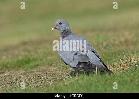 (Pigeon colombin Colomba oenas oenas) des profils se tenant sur le sol Eccles-sur-Mer, Norfolk, UK Septembre Banque D'Images