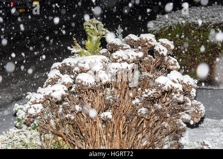 Brentwood, Essex, Royaume-Uni. 12 janvier 2017. Brentwood, le 12 janvier 2017, la neige tombe dans l'Essex Crédit : Ian Davidson/Alamy Live News Banque D'Images