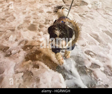 Kent, UK. 12 Jan, 2017. Résultats de la neige dans le sud-est de Kent, UK. dog walker à chien en manteau de fourrure de mode d'hiver/Glamourstock Crédit Alamy Live News Banque D'Images