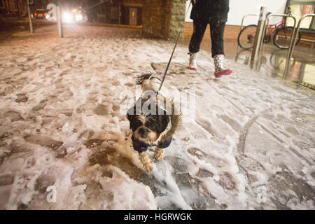 Kent, UK. 12 Jan, 2017. Résultats de la neige dans le sud-est de Kent, UK. dog walker à chien en manteau de fourrure de mode d'hiver/Glamourstock Crédit Alamy Live News Banque D'Images