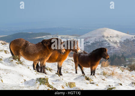 Trois poneys Exmoor sur la neige couverts Stiperstones Hills dans le Shropshire, en Angleterre. Banque D'Images