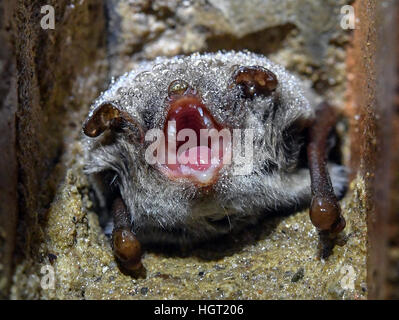 Un Myotis daubentonii bat couvert de fines gouttes d'eau sur le plafond suspendu dans le sous-sol de l'ancienne brasserie de Francfort/Oder, Allemagne, 13 janvier 2017. Tous les mois de janvier, les conservationnistes entrer dans le sous-sol avec des lampes, des échelles, des miroirs des blocs-notes afin de compter les chauves-souris hibernant dans l'ancienne brasserie à Frankfurt/Oder. Photo : Patrick Pleul/dpa-Zentralbild/dpa Banque D'Images