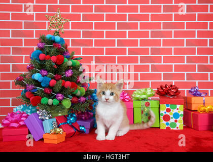 Orange blanc tabby kitten looking at viewer, assis sur le tapis de fourrure rouge par l'arbre de Noël, décoré de boules de fils présente des feux Banque D'Images