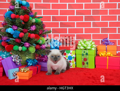 Petit Chaton siamois avec caractéristiques de munchkin à au spectateur, assis sur le tapis de fourrure rouge par l'arbre de Noël, décoré avec des boules de fils et de lumières Banque D'Images