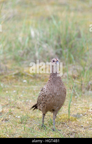 Le faisan (Phasianus colchicus), Poule debout dans les dunes, Norderney, Basse-Saxe, îles de la Frise orientale, Allemagne Banque D'Images
