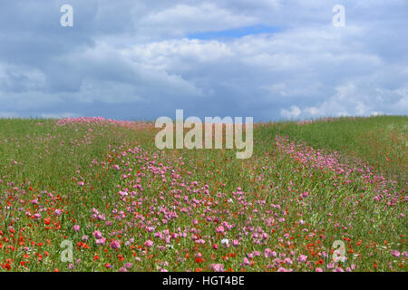 Champ de pavot à opium (Papaver somniferum) et les coquelicots (Papaver rhoeas), Hesse, Allemagne Banque D'Images