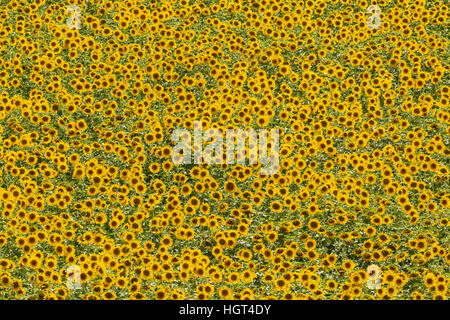 Le tournesol (Helianthus annuus), champ, cultures dans la Campiña Cordobesa, Cordoba province, Andalusia, Spain Banque D'Images