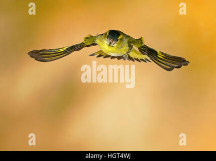 Ou européenne (siskin Carduelis spinus commune) en vol, Allemagne Banque D'Images