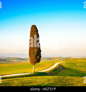 La toscane, cyprès solitaires et blanc chemin rural sur le coucher du soleil. Sienne, d'Orcia, Italie, Europe. Banque D'Images