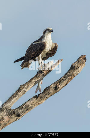 Balbuzard pêcheur (Pandion haliaetus carolinensis) avec la direction générale sur les poissons pêchés, Everglades, Florida, USA Banque D'Images