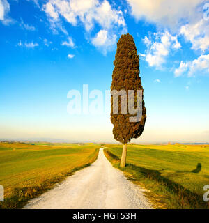 La toscane, cyprès solitaires et blanc chemin rural sur le coucher du soleil. Sienne, d'Orcia, Italie, Europe. Banque D'Images