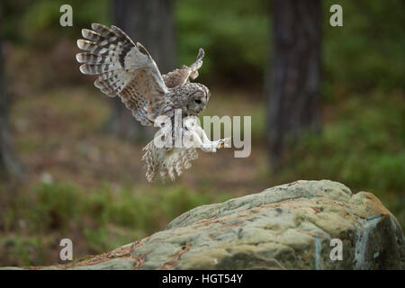 Chouette hulotte Strix Aluco enr ( ) en vol, vol, atterrissage sur un rocher, grande ouverte, ailes Ailes étirés, side view, angel-comme la pose. Banque D'Images