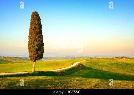 La toscane, cyprès solitaires et blanc chemin rural sur le coucher du soleil. Sienne, d'Orcia, Italie, Europe. Banque D'Images