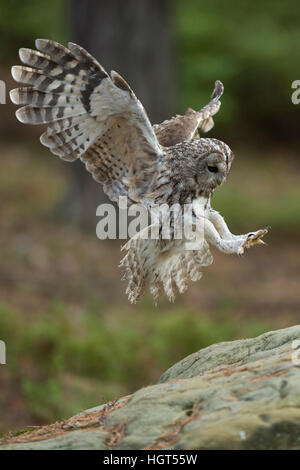 Chouette hulotte Strix Aluco enr ( ) en vol, vol, atterrissage sur un rocher, grande ouverte, ailes Ailes étirés, side view, angel-comme la pose. Banque D'Images