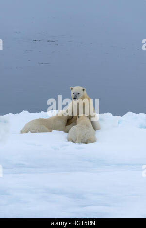 Mère ours polaire (Ursus maritimus) Sciences infirmières deux oursons sur le bord d'un banc de glace fondante, l'île du Spitzberg, archipel du Svalbard, Norvège, Europe Banque D'Images