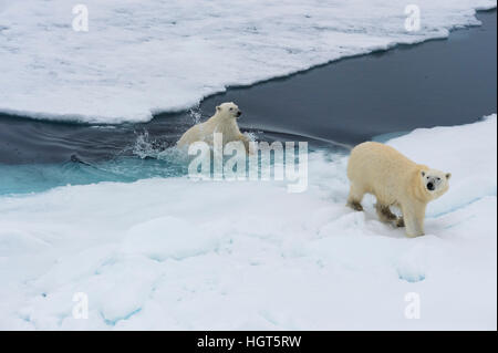 Mère ours polaire (Ursus maritimus) avec un cub natation et sautant par-dessus un banc de glace, l'île du Spitzberg, archipel du Svalbard, Norvège, Europe Banque D'Images