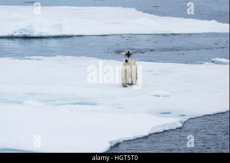 Mère ours polaire (Ursus maritimus) avec un cub la marche et la natation sur la fonte de banquise, l'île du Spitzberg, archipel du Svalbard, Norvège, Europe Banque D'Images