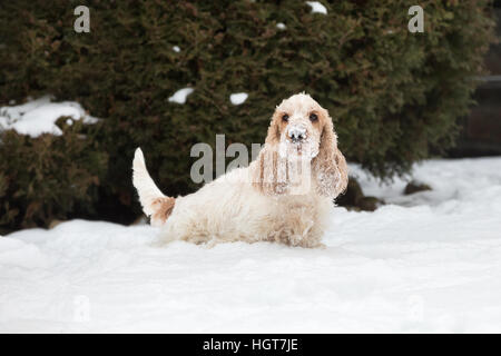 Heureux de race cocker anglais chien jouant et d'exécution dans la poussière fraîchement tombée et fluffy snow Banque D'Images