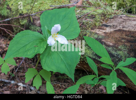 Image Gros plan d'une fleur blanche sur le sol forestier. Shot prendre dans le Parc National Olympic dans l'État de Washington. Macro. Banque D'Images