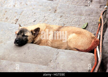 Chien errant à Chongqing, Chine Banque D'Images