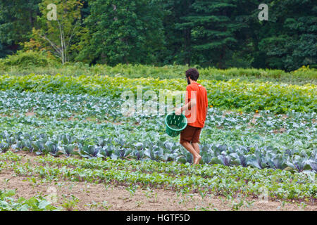 Ouvrier Tom Crimer promenades à travers un champ de légumes à la ferme de trèfle incarnat et de Northampton, Massachusetts. Banque D'Images