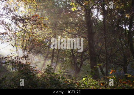 Forêt mixte misty ; Newlands Corner, Surrey ; un grand espace pour la marche et le mode de vie sain. Banque D'Images