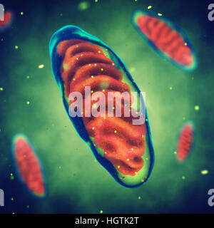 Les mitochondries des cellules , énergie , des maladies mitochondriales Banque D'Images