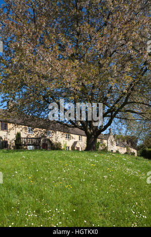 Cotswold stone cottages typiques sur la place du village encadrée par un cerisier, vaste Campden, Cotswolds, Gloucestershire, Angleterre Banque D'Images