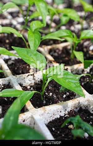 Pepper seedling growing greffes dans un bac en polystyrène Banque D'Images