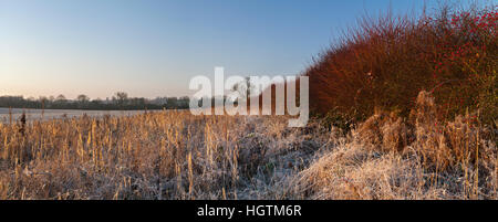 Une large marge de champ semée avec des herbes sauvages et un hedgerow avec des baies de rosehip rouge après un gel dur, Northamptonshire, Angleterre Banque D'Images