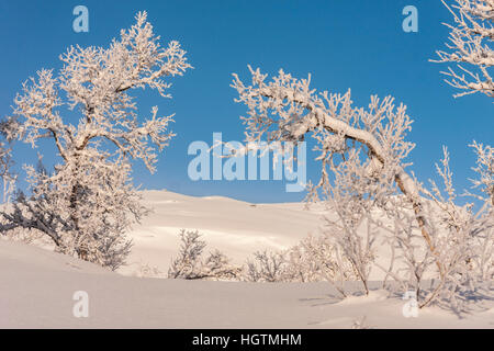 Les bouleaux en saison d'hiver, couverte de neige avec des montagnes en arrière-plan, Riksgränsen, Kiruna, en Laponie suédoise, Suède Banque D'Images