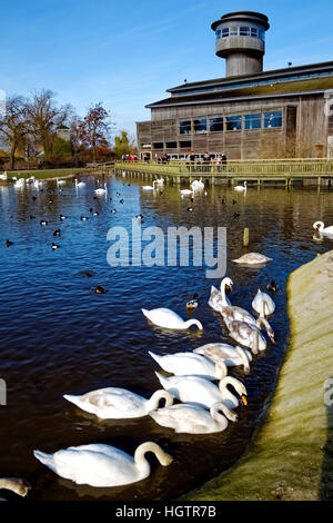 Slimbridge Wetland Centre, Loire, France. Banque D'Images