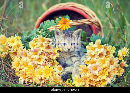 Cute kitten relaxant à l'extérieur dans les fleurs dans le jardin Banque D'Images