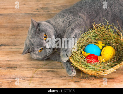 British bleu cheveux courts cat se trouve près de panier avec des oeufs colorés Banque D'Images