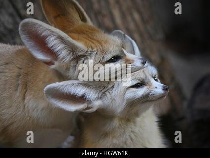 Hommes et femmes d'Afrique du Nord / saharienne Fennec Fennecus zerda (Fox) partager un moment de tendresse Banque D'Images