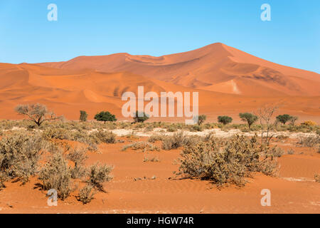 Dunes de sable, Namib-Naukluft Park, Désert du Namib, Namibie Banque D'Images