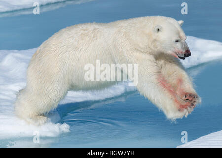 Mâle Ours polaire (Ursus maritimus) avec du sang sur son nez et la jambe sautant au dessus des blocs de glace et d'eau bleue, l'île du Spitzberg, archipel du Svalbard, Norvège, Europe Banque D'Images