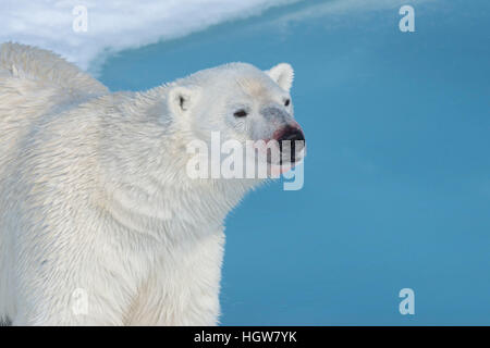 Mâle Ours polaire (Ursus maritimus), Portrait de l'île du Spitzberg, archipel du Svalbard, Norvège, Europe Banque D'Images