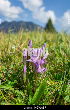 Gentiane de Chiltern, Werdenfelser Land, Alpes, Haute-Bavière, Garmisch-Partenkirchen, Karwendel, Mittenwald, Allemagne (Gentianella germanica) Banque D'Images