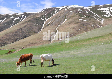 Le bétail en pâturage dans les montagnes du Caucase, la route militaire géorgienne, Kazbegi, Stepantsminda, le Mont Kazbek, Mtskheta-Mtianeti, Géorgie, Caucase Banque D'Images