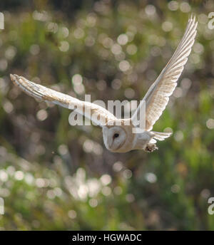 Une Effraie des clochers (Tyto alba), volant avec des ailes comme elle chasse contre l'herbe et un arrière-plan flou met en lumière spectaculaire