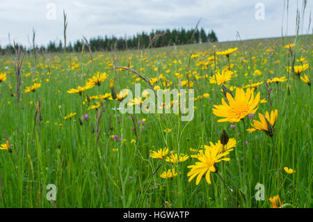 L'épervière commun, Alpes Souabe, Neckar-Alps Muensingen, souabe, Alpes, Bade-Wurtemberg, Allemagne, (Hieracium lachenalii) Banque D'Images