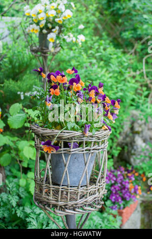 Jardin décoratif pansy (Viola wittrockiana) Banque D'Images