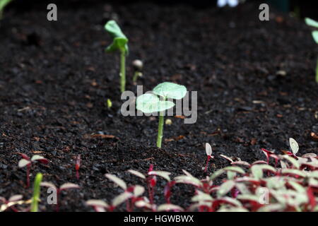 Close up of Okra germination du sol Semis Banque D'Images