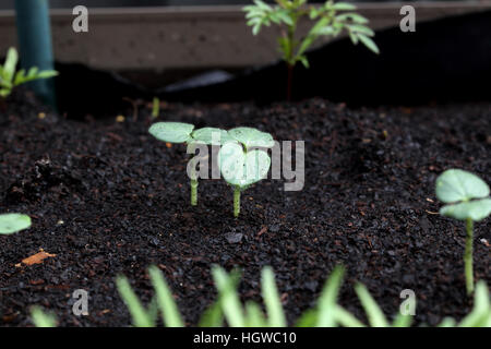 Close up of Okra germination du sol Semis Banque D'Images