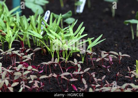 L'Ipomoea aquatica ou également connu sous le nom de Kang Kong et Amaranthus tricolor ou connu comme la germination des semis d'Amarante rouge Banque D'Images